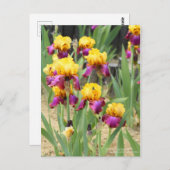 Iris "Gala Madrid" [Postkarte] Postkarte (Vorne/Hinten)