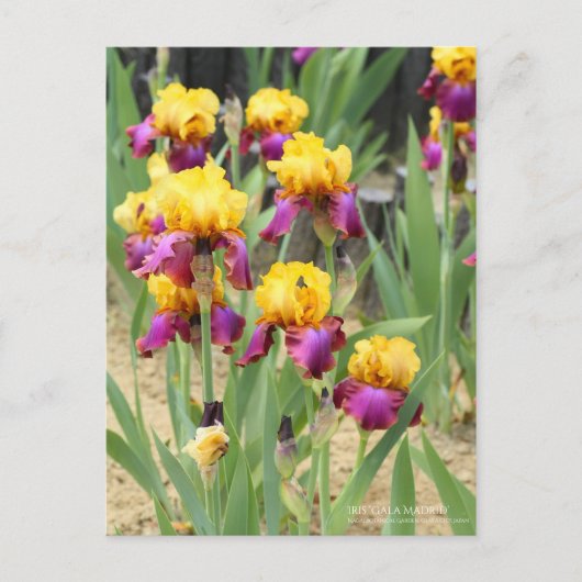 Iris "Gala Madrid" [Postkarte] Postkarte (Vorderseite)