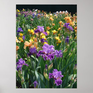 Iris Garden Lila Irish Hütte Blumenposter Poster