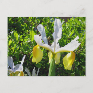 Iris Garden Postcard Postkarte
