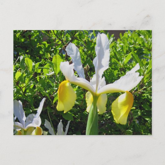 Iris Garden Postcard Postkarte (Vorderseite)