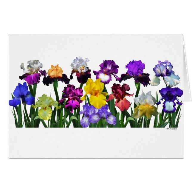 Iris-Garten (Vorderseite (Horizontal))