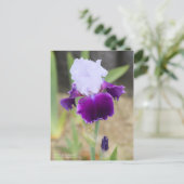 Iris "Gay Parasol" [Postkarte] Postkarte (Stehend Vorderseite)