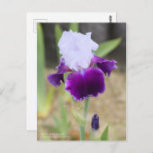Iris "Gay Parasol" [Postkarte] Postkarte (Vorne/Hinten)