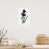 Iris germanica poster (Küche)