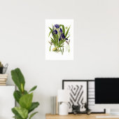 Iris germanica poster (Heimbüro)