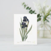 Iris germanica postkarte (Stehend Vorderseite)