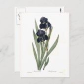 Iris germanica postkarte (Vorne/Hinten)