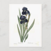Iris germanica postkarte (Vorderseite)