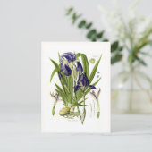 Iris germanica postkarte (Stehend Vorderseite)