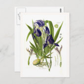 Iris germanica postkarte (Vorne/Hinten)
