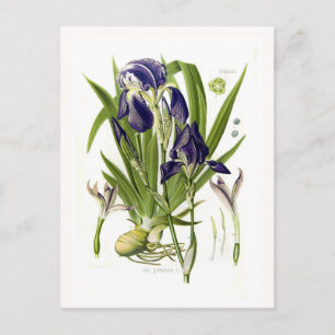 Iris germanica postkarte