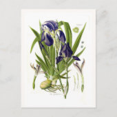 Iris germanica postkarte (Vorderseite)