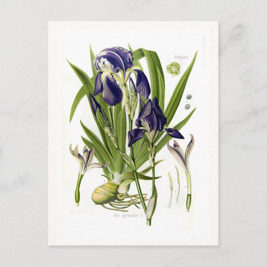 Iris germanica postkarte (Vorderseite)