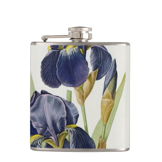 Iris Germanica, von "Les Liliacees", 1805 Flachmann (Vorderseite)