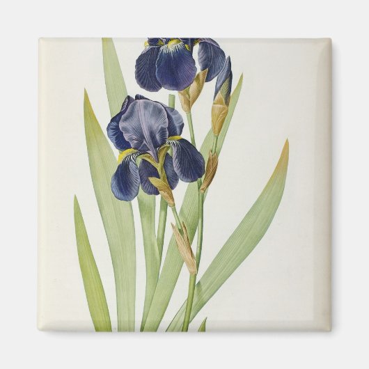 Iris Germanica, von `Les Liliacees', 1805 Magnet (Vorne)