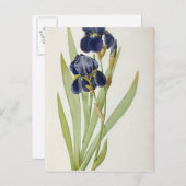 Iris Germanica, von `Les Liliacees', 1805 Postkarte (Vorne/Hinten)