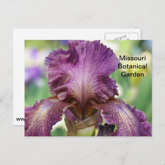 Iris im botanischen Garten Missouri Postkarte (Vorne/Hinten)