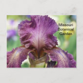 Iris im botanischen Garten Missouri Postkarte (Vorderseite)