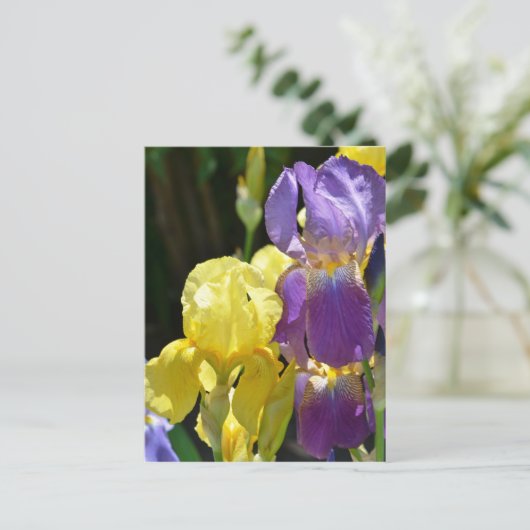 Iris im Frühling Postkarte (Stehend Vorderseite)