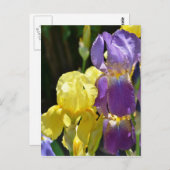 Iris im Frühling Postkarte (Vorne/Hinten)