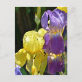 Iris im Frühling Postkarte (Vorderseite)