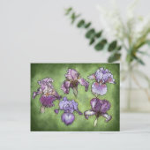 Iris im Lila Postkarte (Stehend Vorderseite)