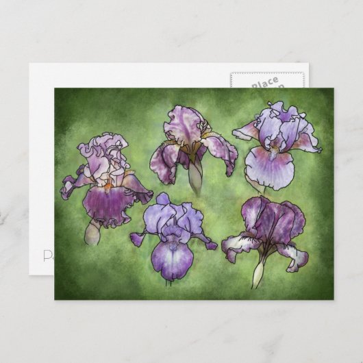 Iris im Lila Postkarte (Vorne/Hinten)