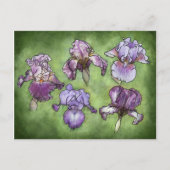 Iris im Lila Postkarte (Vorderseite)