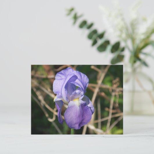 Iris in Bloom Postkarte (Stehend Vorderseite)