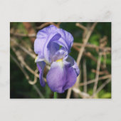 Iris in Bloom Postkarte (Vorderseite)