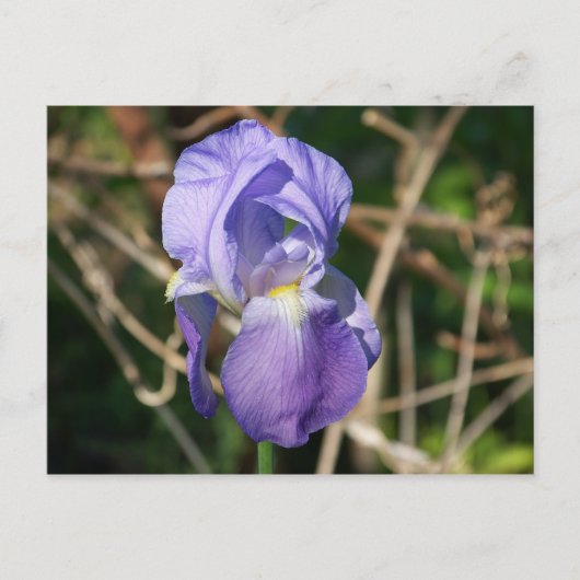 Iris in Bloom Postkarte (Vorderseite)
