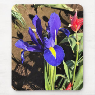 Iris in einem Tulip Field, Woodburn, Oregon Mousepad