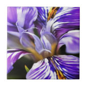 Iris in Violet Lilac und Lila botanische Kunst Fliese (Vorderseite)