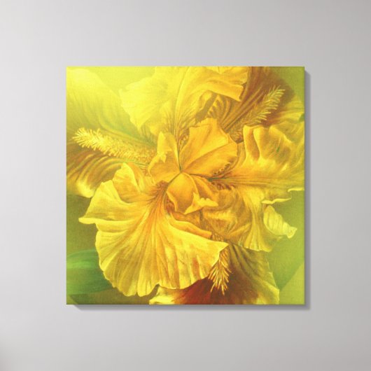 Iris innere Schönheit (Gelb) Quadrat Leinwand (Vorderseite)