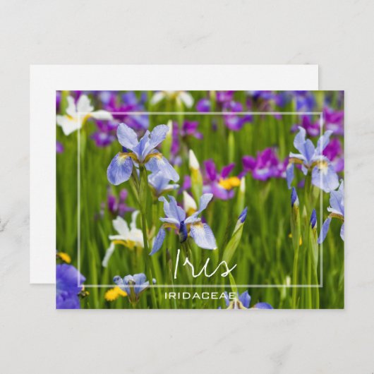 Iris | Iridaceae-Feld der Blume benutzerdefinierte Postkarte (Vorne/Hinten)
