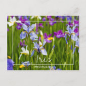 Iris | Iridaceae-Feld der Blume benutzerdefinierte Postkarte (Vorderseite)