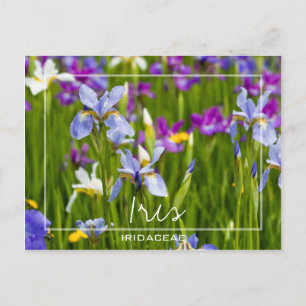 Iris   Iridaceae-Feld der Blume Zollspezifisches F Postkarte