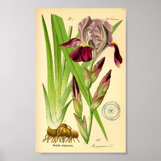 Iris (Iris germanica) Poster (Vorne)