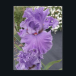 Iris Iris Lila Blume Floral Geburtstagskarte Postkarte<br><div class="desc">Iris Iris Lila Blume Blumenkarte. Entworfen aus einem meiner ursprünglichen Blumengartenfotos & meine ursprüngliche Schrift,  genießen Sie!</div>