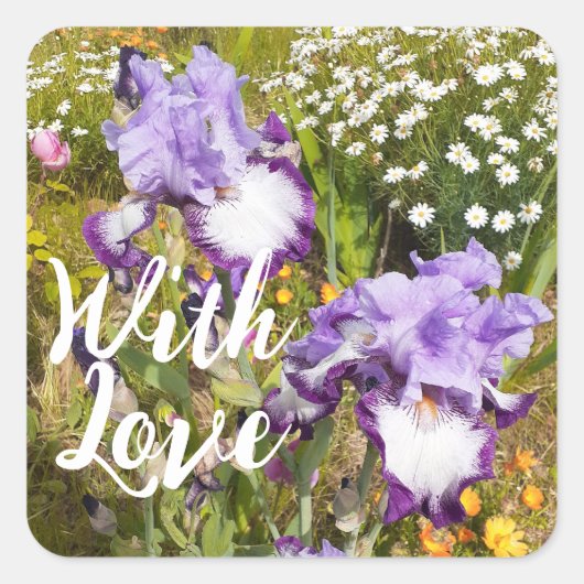 Iris Iris Lila Blume Floral Lavender Liebe Quadratischer Aufkleber (Vorderseite)