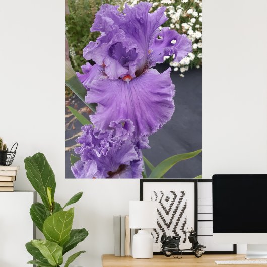 Iris Iris Lila Blume Floral Lavender Poster (Heimbüro)