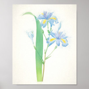 Iris Japonica Art Print Poster