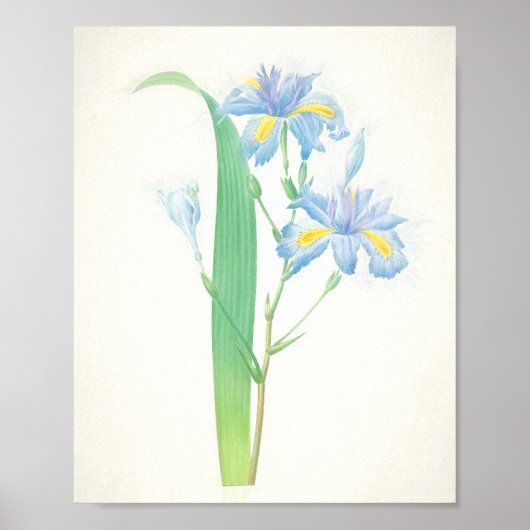 Iris Japonica Art Print Poster (Vorne)
