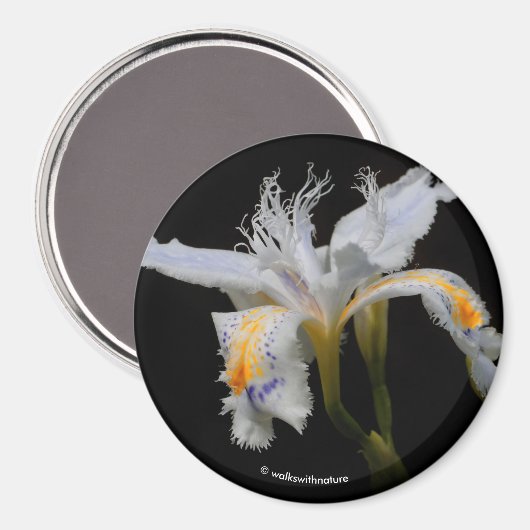 Iris Japonica im Spotlight Magnet (Vorderseite/Rückseite)