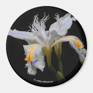 Iris Japonica im Spotlight Magnet