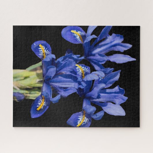 Iris Jigsaw Puzzle (Horizontal)