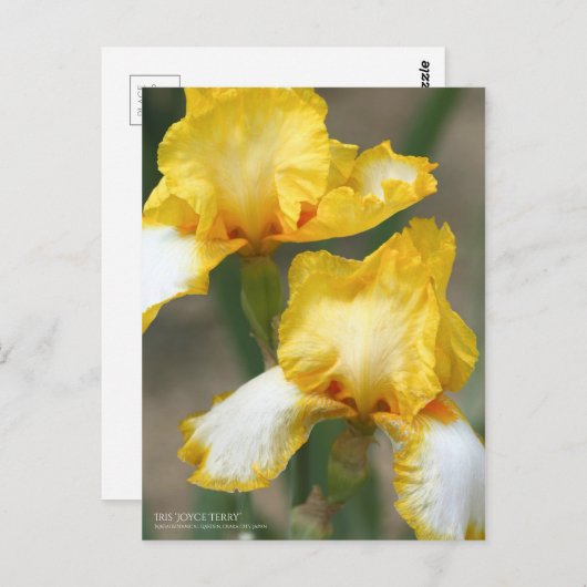 Iris "Joyce Terry"   [Postcard" Postkarte (Vorne/Hinten)