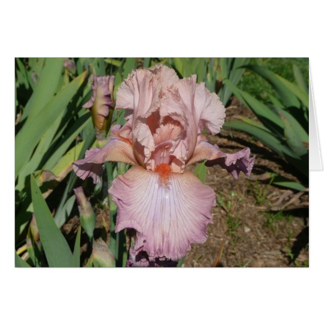 IRIS-KARTEN-HÜBSCHER PASTELL - leere Karte (Vorderseite (Horizontal))