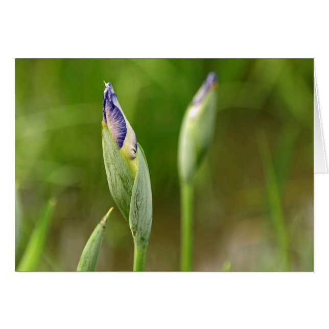 Iris-Knospen (Vorderseite (Horizontal))